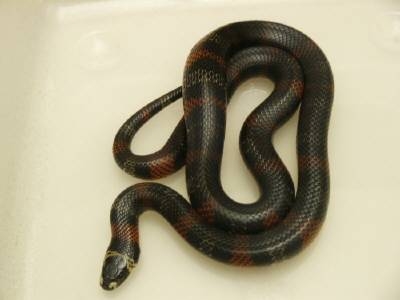 dark honduran milk