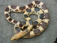 jani female