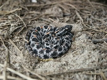 juvenile pygmy