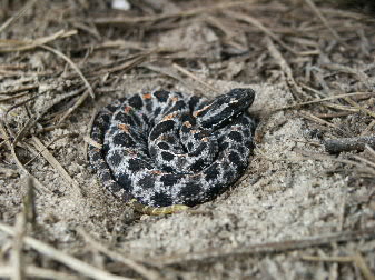 juvenile pygmy