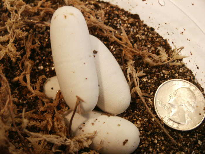 lyre eggs