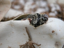 Northern pine hatching