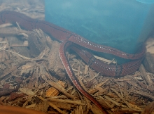 O. p. pulchra copulation