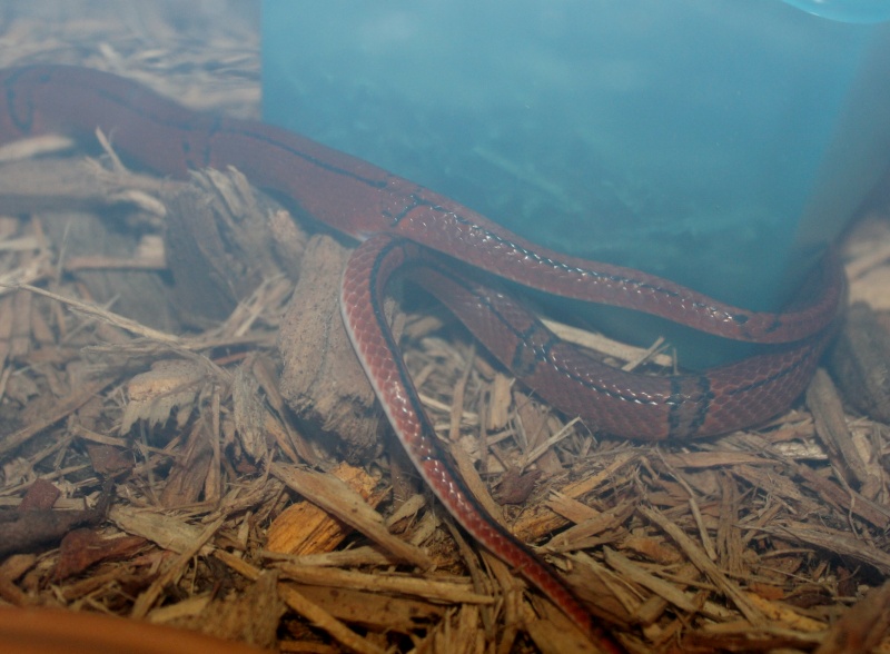 O. p. pulchra copulation