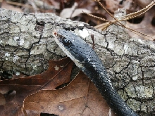 black racer