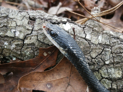 black racer