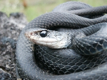 black racer