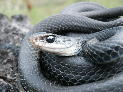black racer
