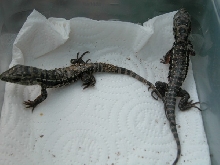 Red Tegu hatchlings