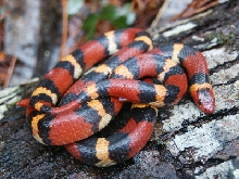 scarlet kingsnake
