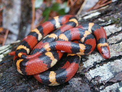 scarlet kingsnake