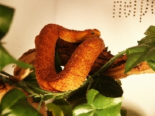 Variable Bush Viper