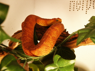 Variable Bush Viper