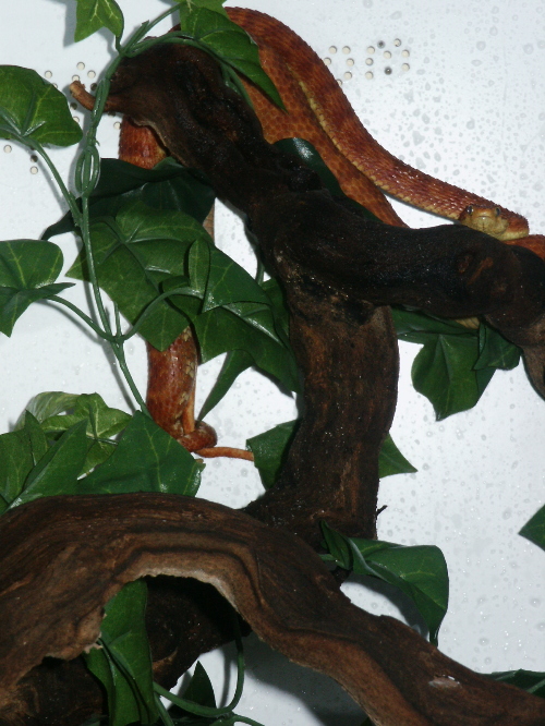 Bush Vipers breeding