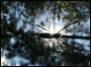 orb weaver