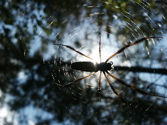 orb weaver