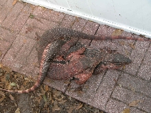 Red Tegus copulating