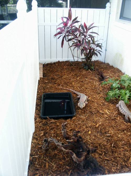 tegu enclosure