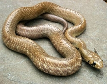 Yearling unicolor cribo