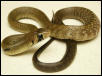 cribo hatchling
