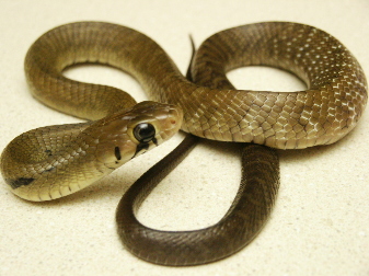 cribo hatchling