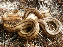 yellow ratsnake