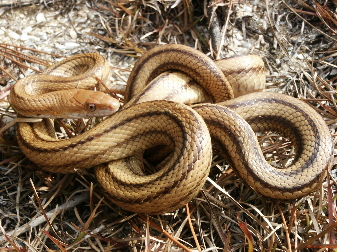 yellow ratsnake