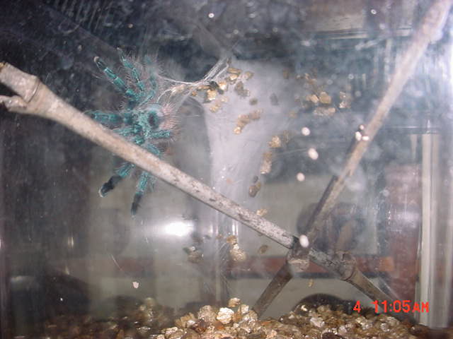 Avicularia versicolor