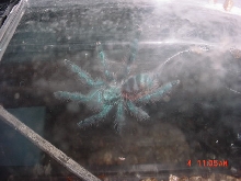 Avicularia versicolor