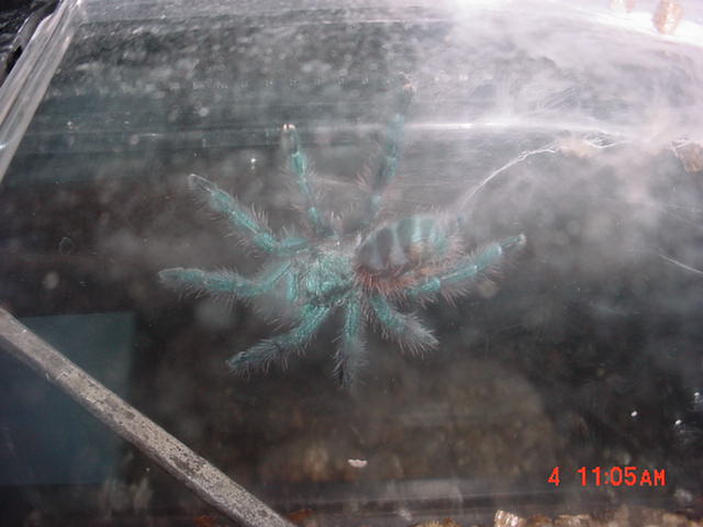 Avicularia versicolor