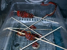 Biak hatching group