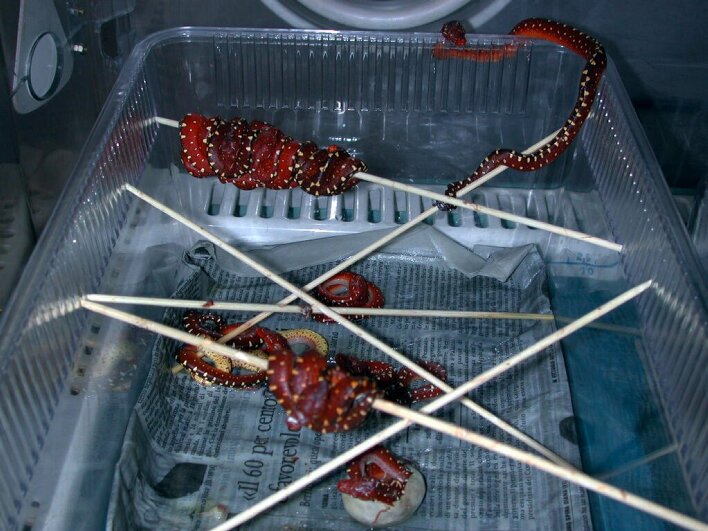 Biak hatching group