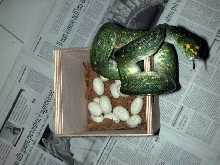 Biak on nest