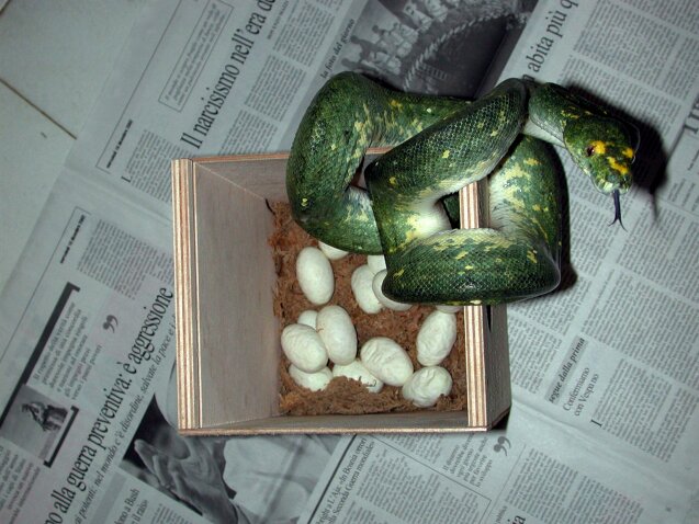 Biak on nest
