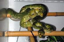 Biak pair