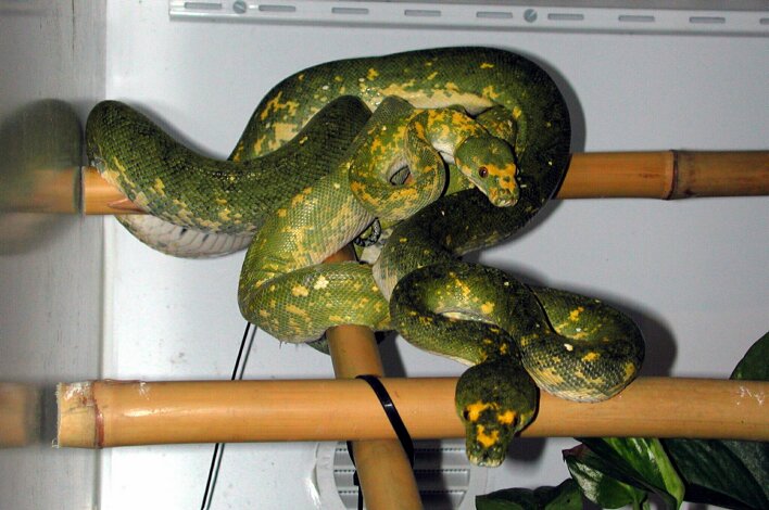 Biak pair