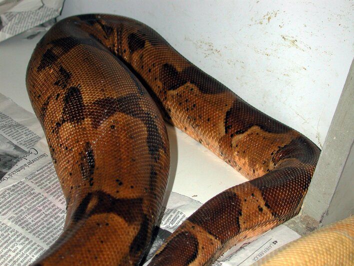 Dbl sunglow x k albino ovulayion