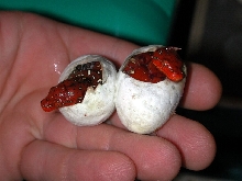 Biak hatching