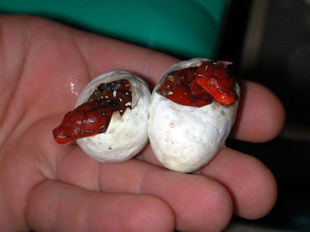 Biak hatching