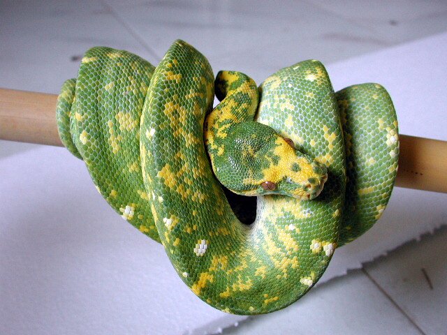 Biak male