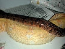K alb fem x dbl sunglow ovulation