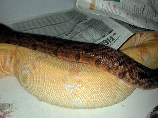 K alb fem x dbl sunglow ovulation