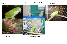 these are my birds