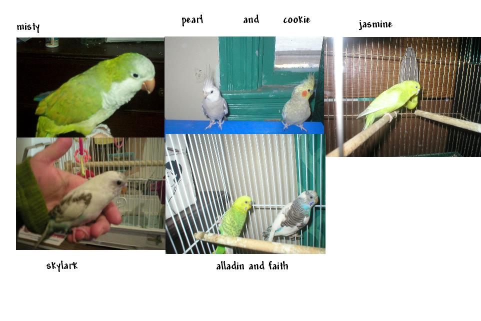 these are my birds