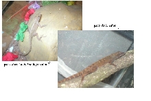 my lizard dark/light