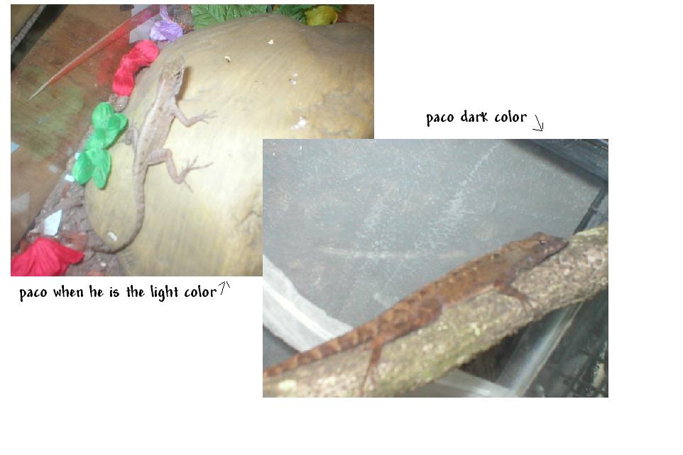 my lizard dark/light