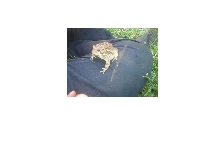my new toad