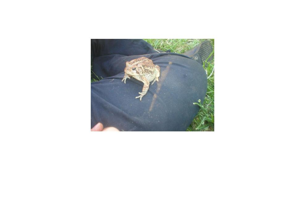 my new toad