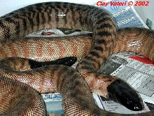 Black Head pair