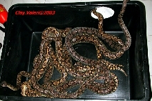 Sanzinia group